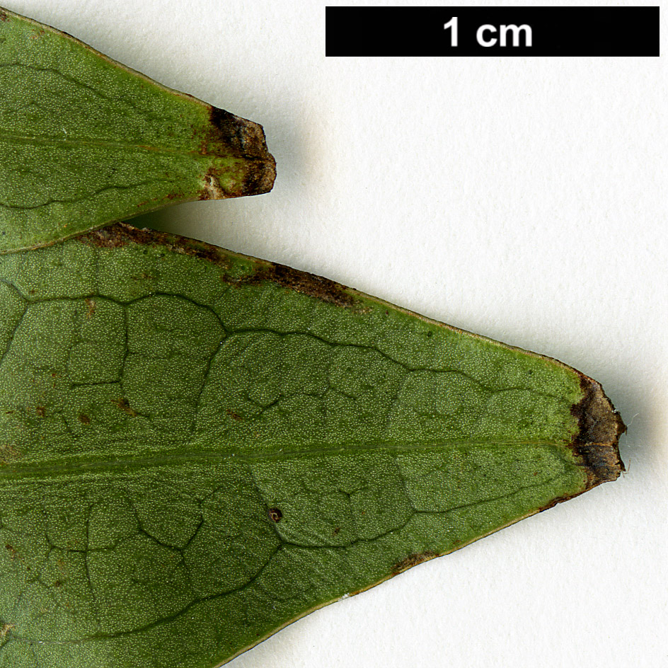 High resolution image: Family: Ranunculaceae - Genus: Clematis - Taxon: armandii 